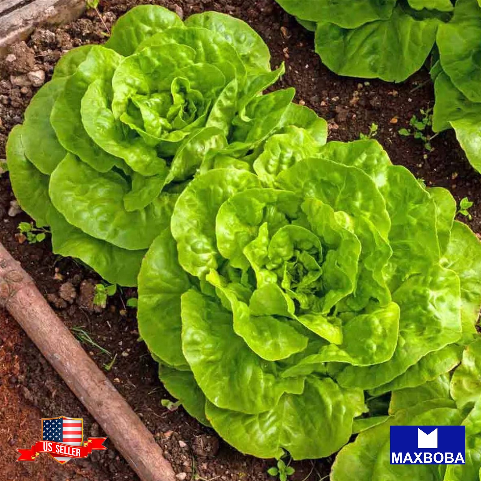 800 + Butterhead – Buttercrunch Lettuce Seeds – Non-GMO Heirloom / BTGO 75% OFF