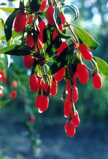 Lycium barbarum Wolfberries Goji berries 20 seeds cleaned for planting