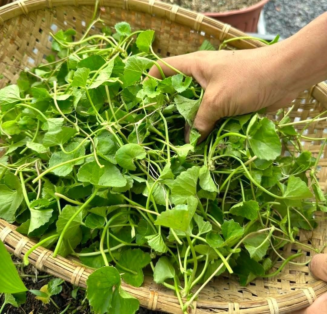 1200 Centella Seeds – Gotu Kola, Rau Má, Centella Asiatica, Asiatic Pennywort, I