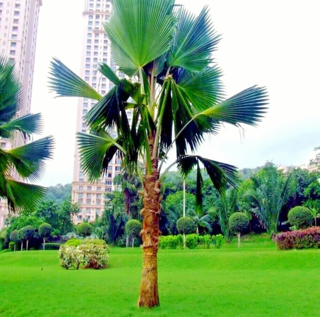 30 Fan Palm Tree Seeds, Washington Filifera, Fast Growing Evergreen Plant