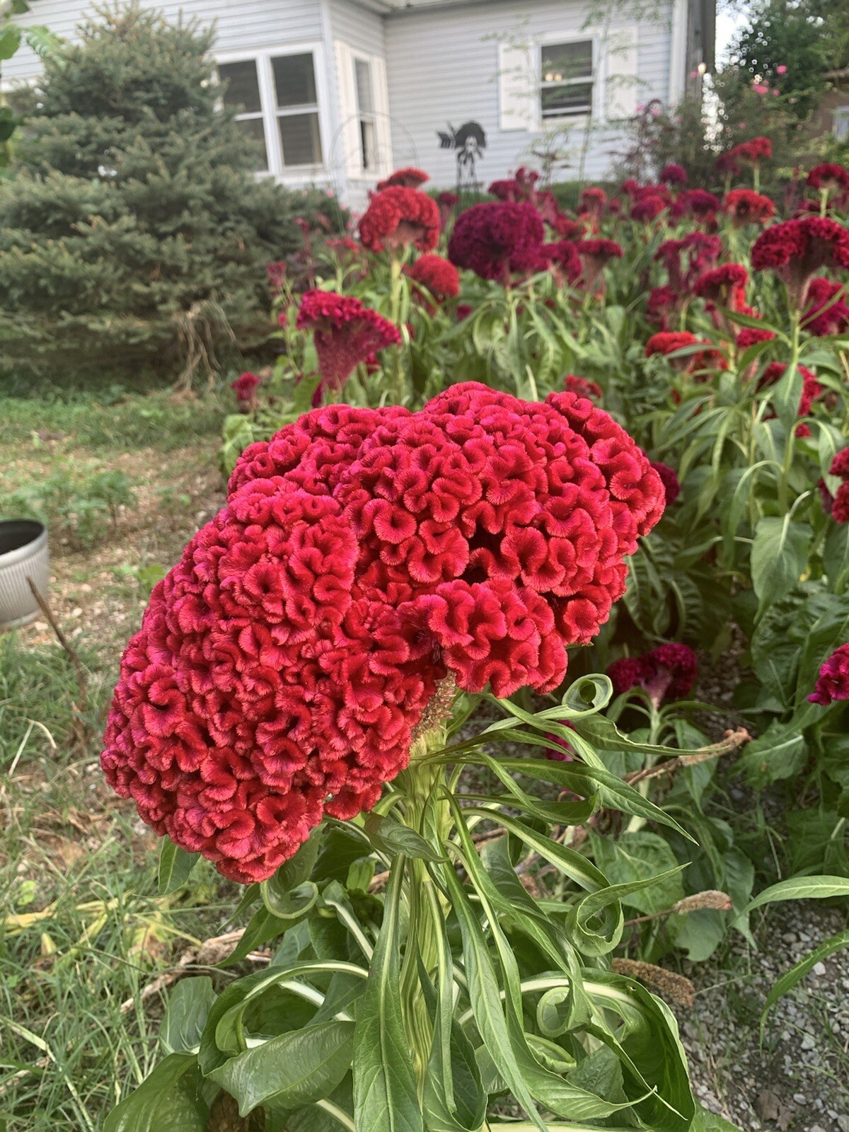 100 Giant Cockcomb Seed–Celosia Cristata