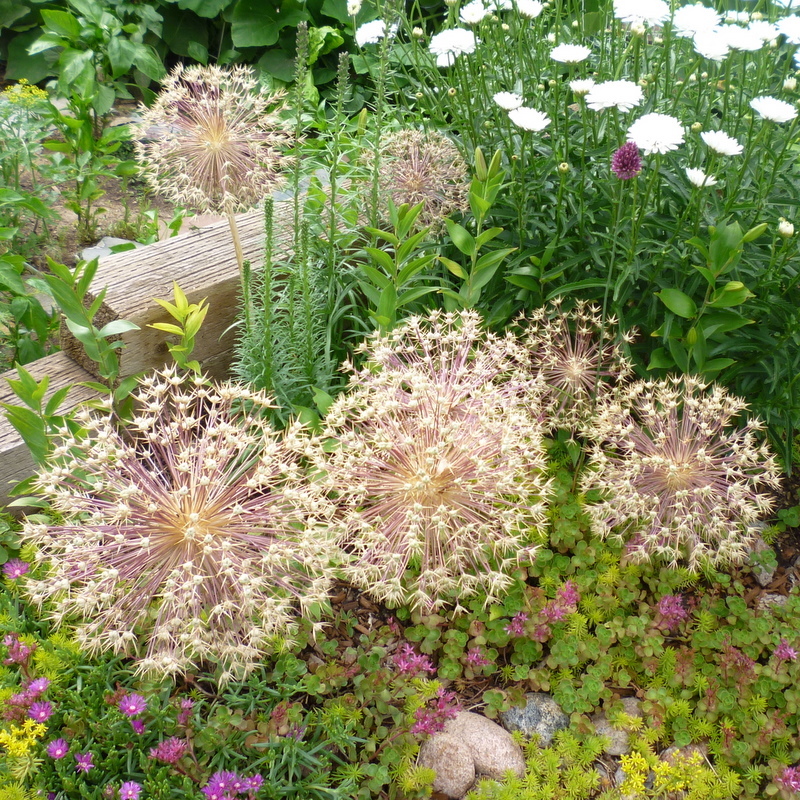 40+ RARE HUGE PURPLE ALLIUM CHRISTOPHII 12″ VOLLEYBALL SIZE LILAC FLOWER SEEDS