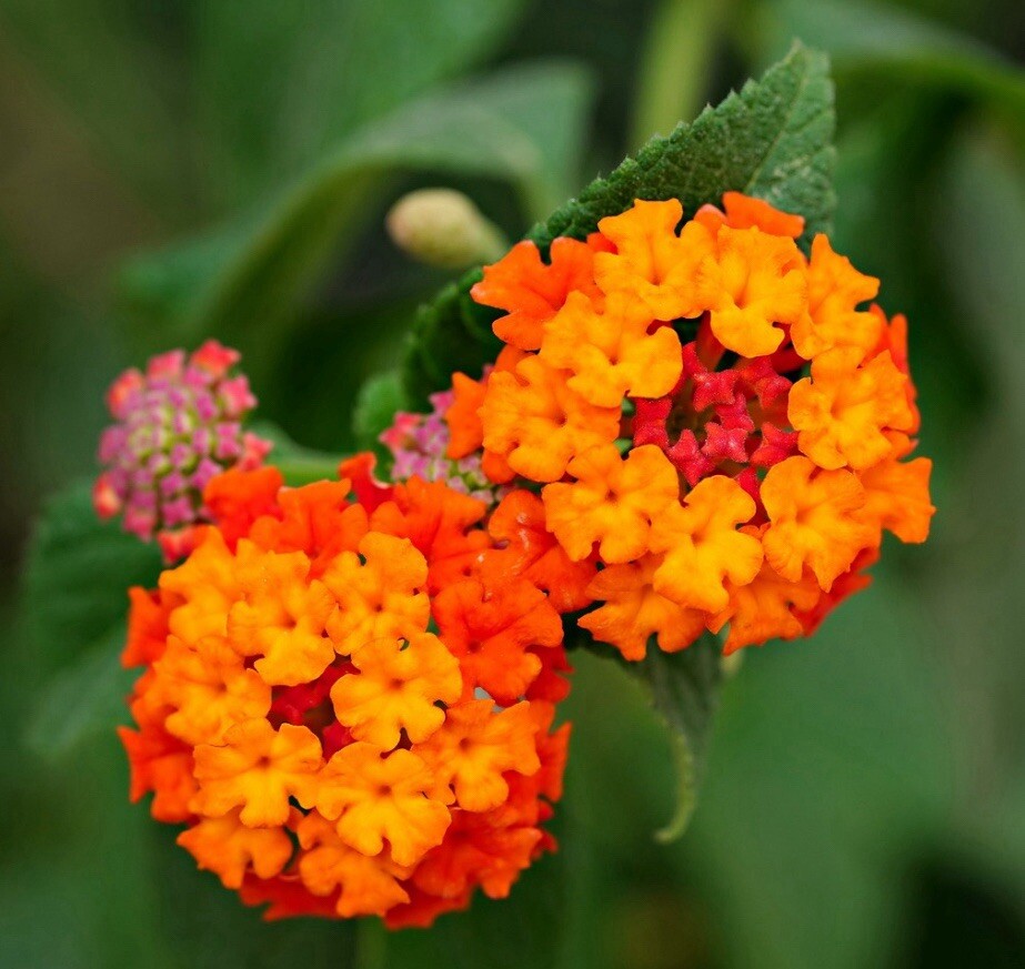 Lantana camara miss huff variety 20 Seeds Caraquillo ou i tomaca supirrosa