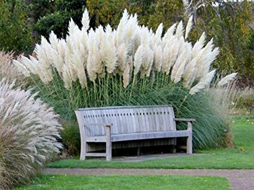 Giant White Pampas Grass Seeds – 1,000 Seeds – Ships from Iowa, Made in USA