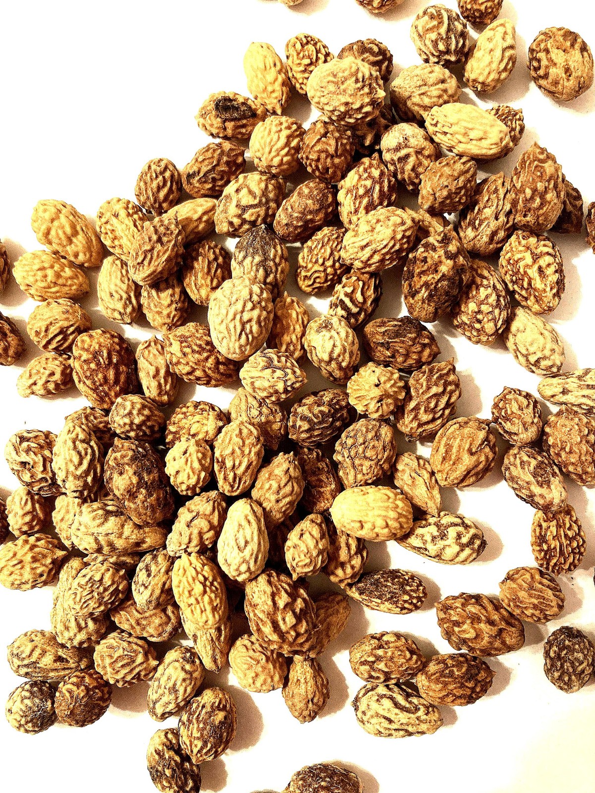 Jujube Tree Seeds ZIZIPHUS JUJUBA Chinese Date Tsao Garden Shrub Seeds
