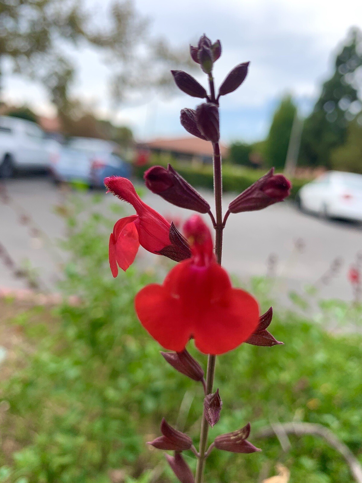 Salvia Microphylla/ Baby Sage – 25 seeds 2023 USA