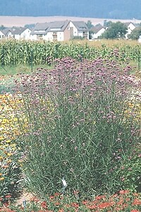 Verbena bonariensis Finesse Primed 1,000 seeds
