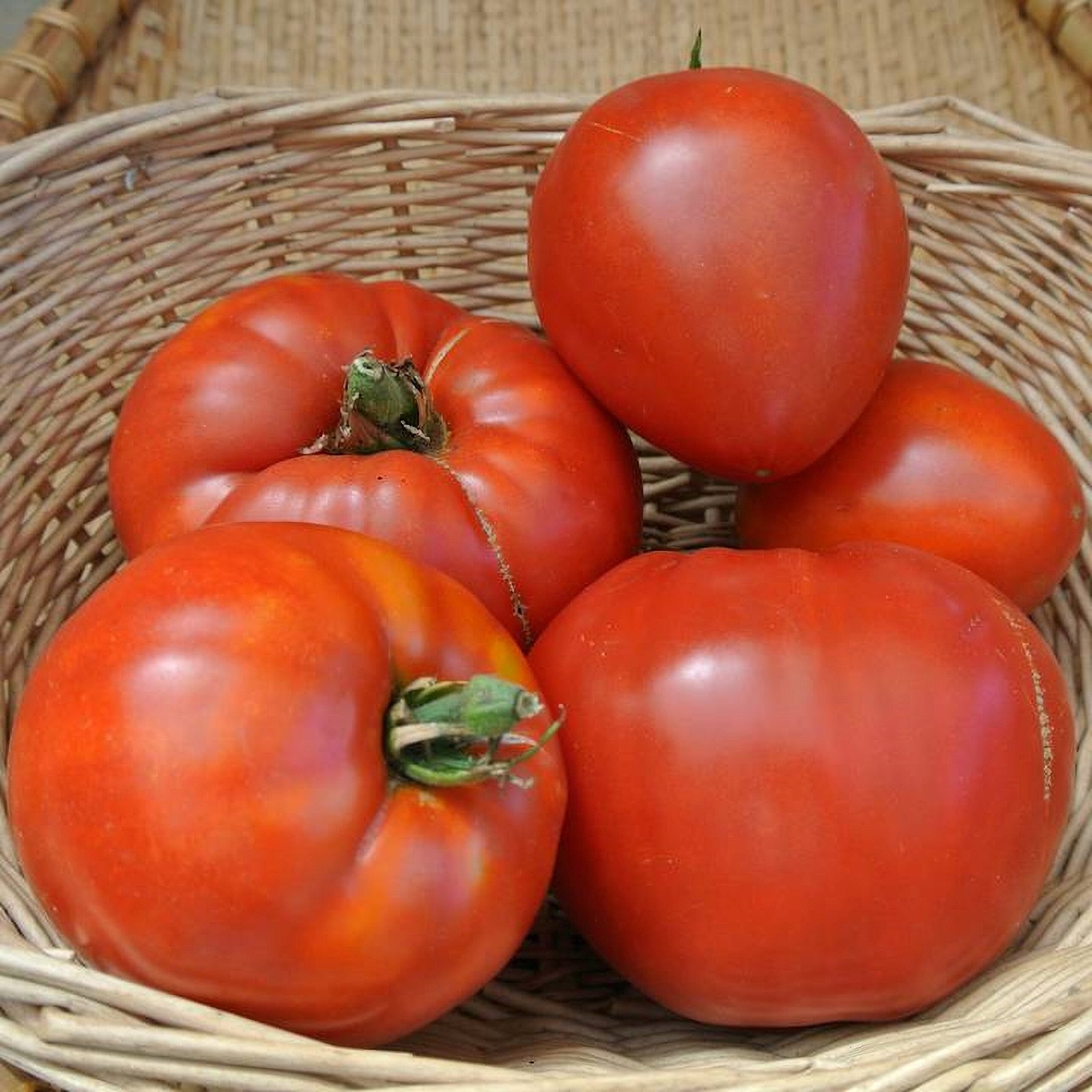 Jory, Tomato