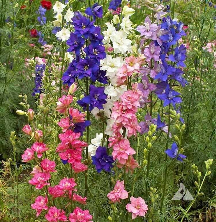 100 ROCKET LARKSPUR SEED MIX | SALE FREE SHIPPING NON GMO HEIRLOOM