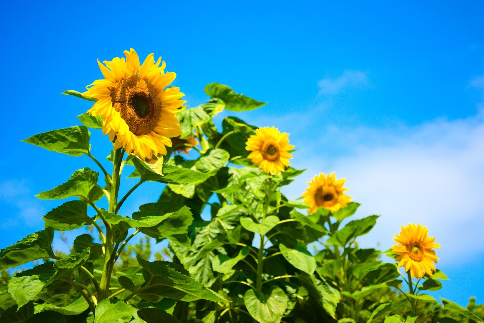 Giant Sunflower Seeds for Planting – Heirloom & Non-GMO – Mammoth Seeds