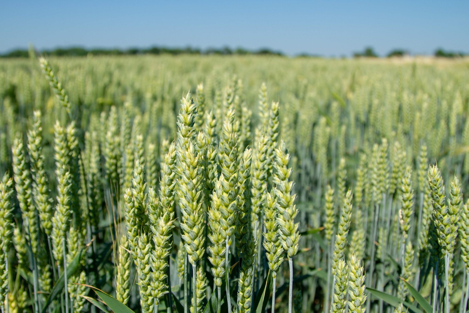 100 Common BARLEY Hordeum Vulgare Grain Grass Cover Crop Beer Seeds