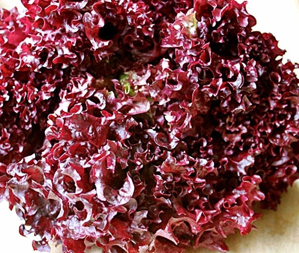 Lollo Rosso Lettuce Seeds Box Garden Seeds LLC Heirloom Vegetable USA