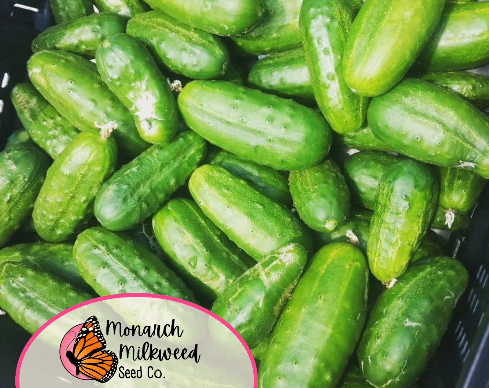 250+ Cucumber Seeds ‘Boston Pickling’ | Heirloom, Non-GMO, Vegetable Gardening
