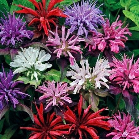 Mixed Bee Balm Seeds ~ Monarda Didyma ~ Bees ~ Spring Time ~ Grow Your Own ~