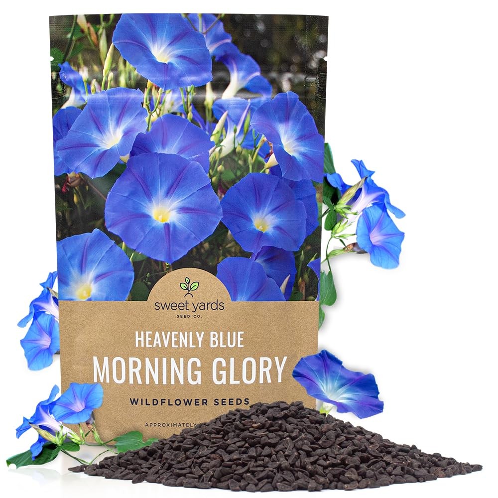 Morning Glory Seeds Heavenly Blue Bulk 1/4 Pound Bag Over 4,000 Fresh Flowe…