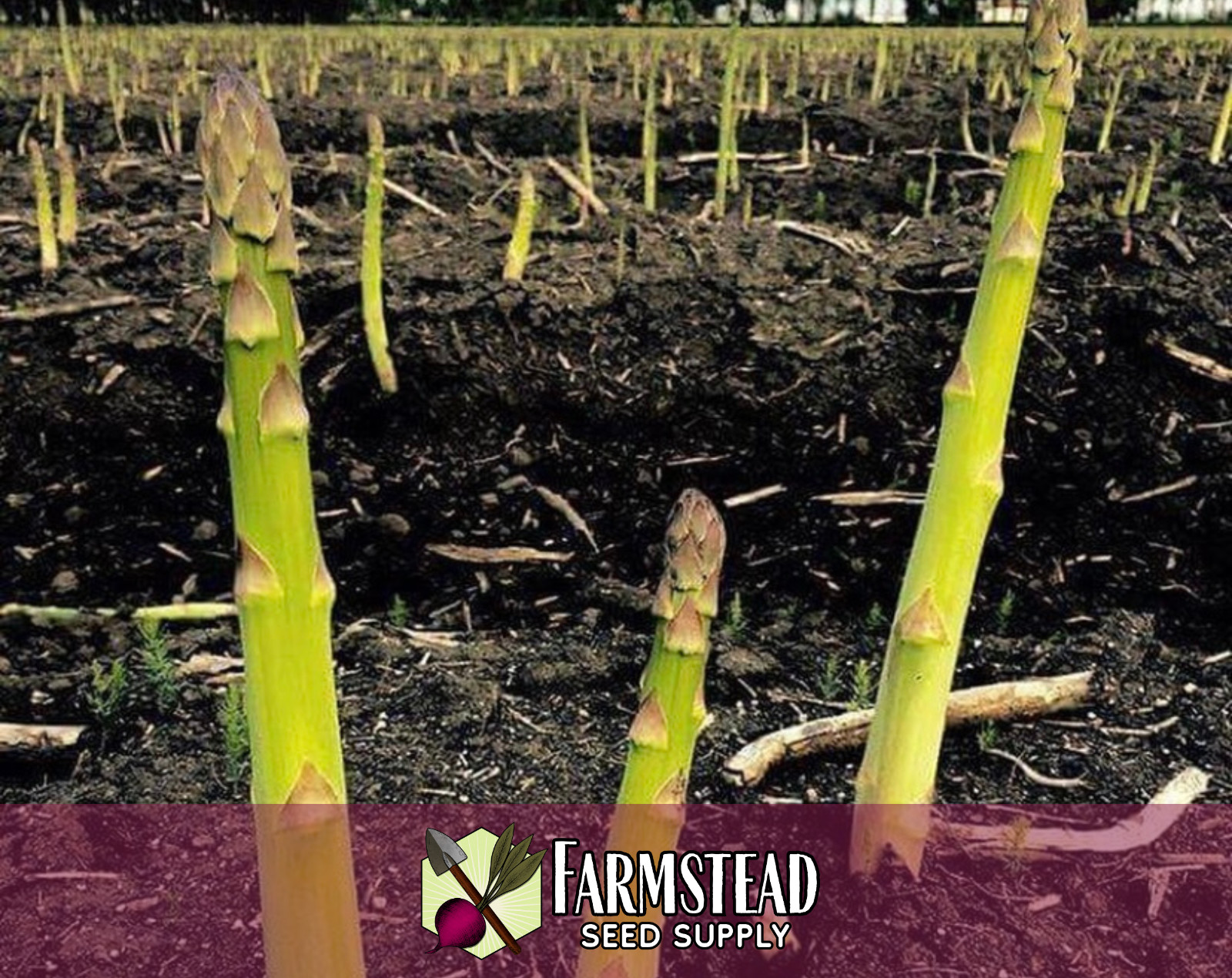 225+ Asparagus Seeds [Mary Washington] Vegetable Gardening, Heirloom, Non-GMO
