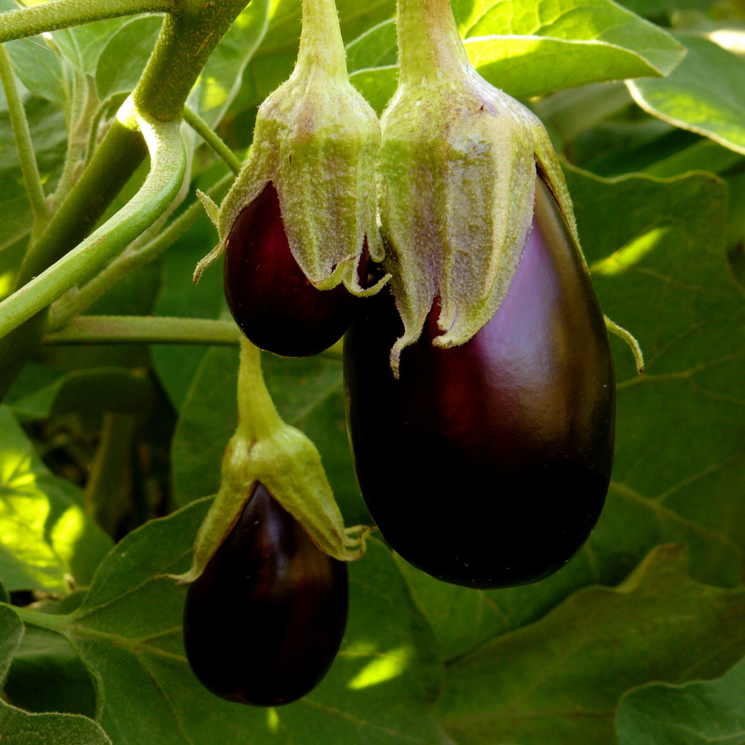 Fresh Premium Black Beauty Eggplant Seeds | Heirloom Non-GMO | Vegetable Seeds