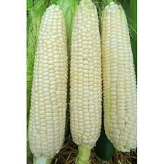 Heirloom White Hickory King Open Pollinated Corn Non-GMO