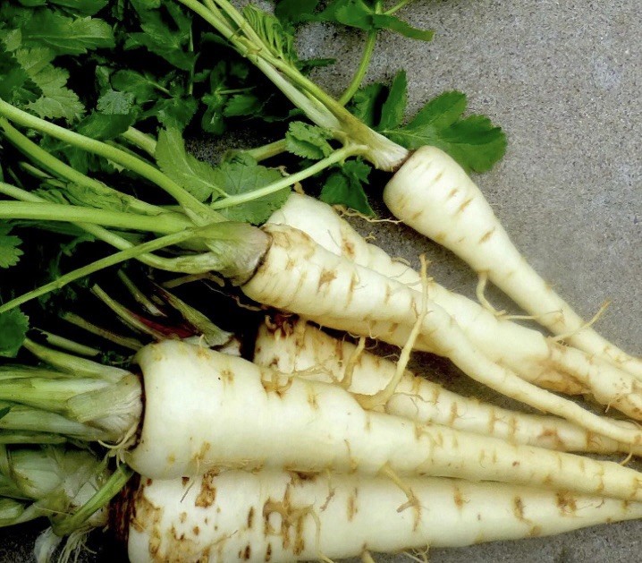 Organic PARSNIP SEEDS, 2 grams