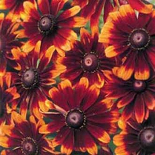 30+ Chocolate Orange Rudbeckia Flower Seeds / Reseeding Annual