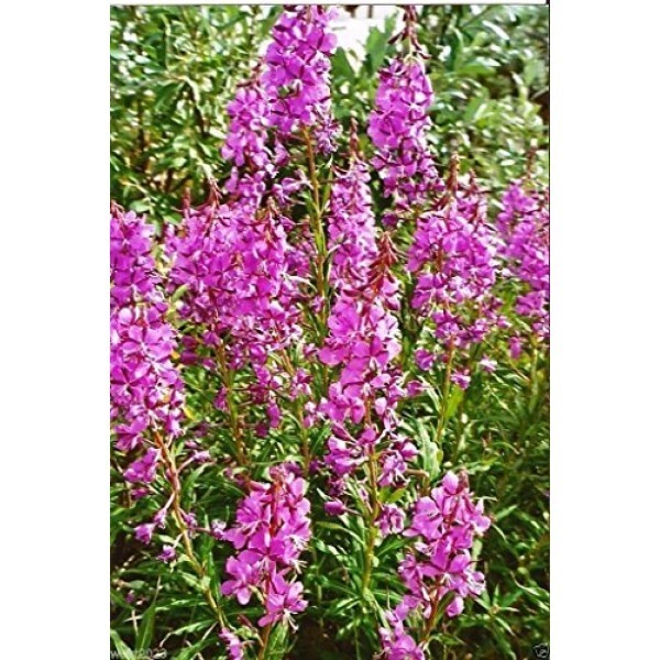 Fireweed seed (Epilobium angustifolium), organic. Willowherb, willow herb