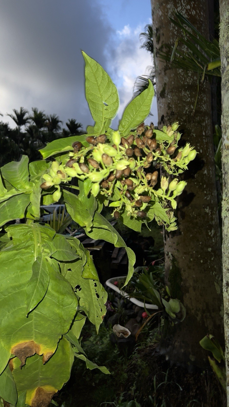 🌿 Giant Mature Tobacco Plant – 8 Feet Tall – Healthy & Seed Producing