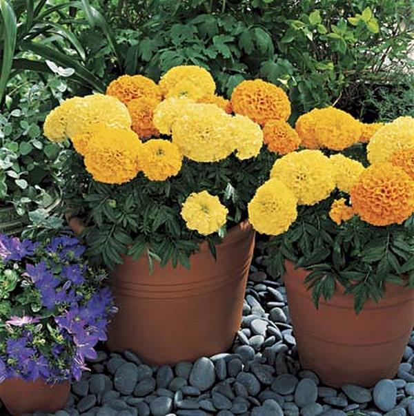 Marigold Seeds African Inca II Mix Annual Seed