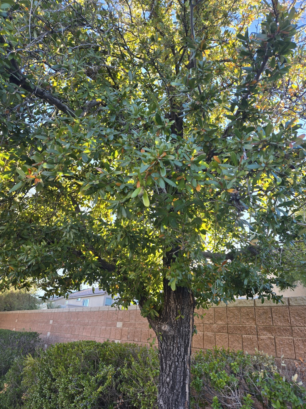 15 – QUERCUS VIRGINIANA, SOUTHERN LIVE OAK, DECEMBER 2024 ACORNS
