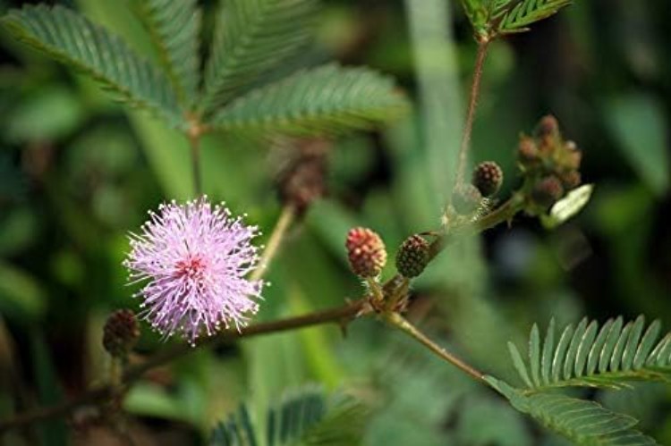 Mimosa Pudica Seeds – 100 Count of Shy Touch-Me-Not Plants for Sensory Gardening