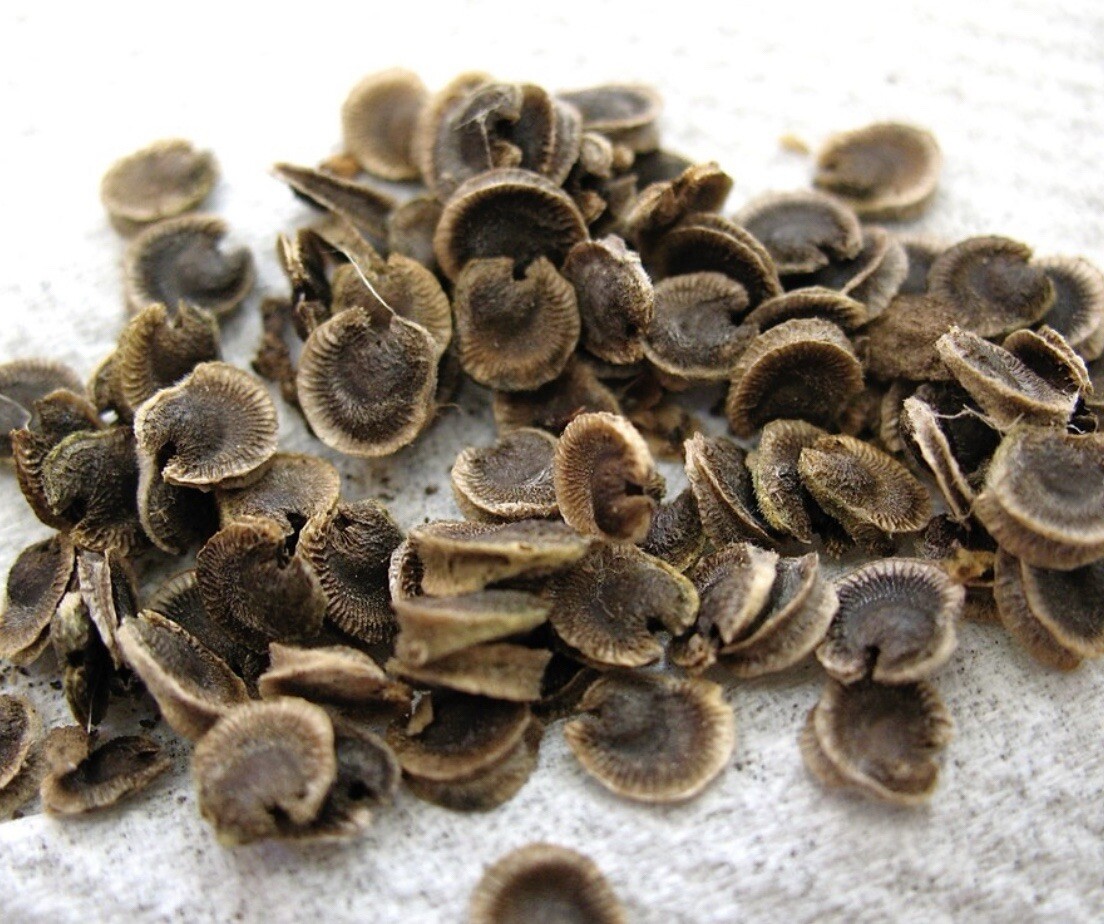 30+ SEEDS Hollyhock Summer Carnival Mix | Perennial
