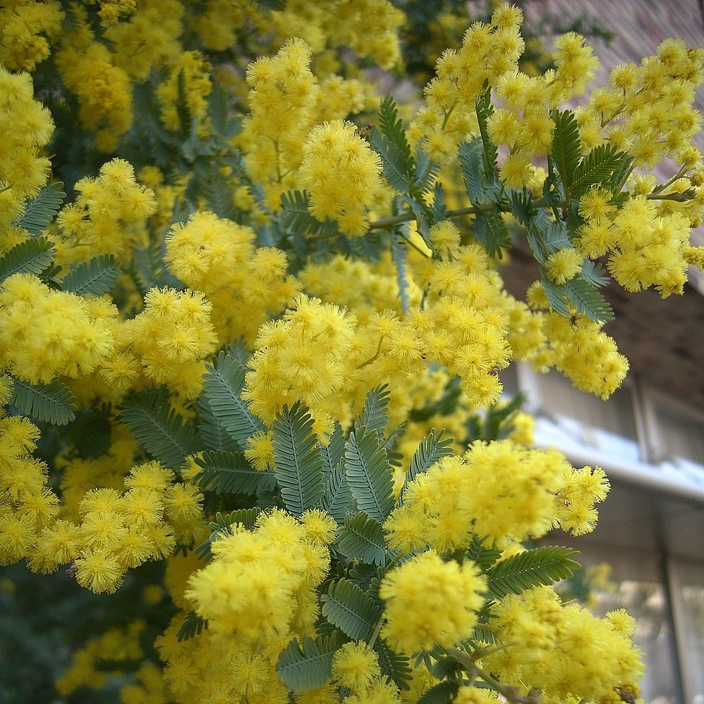 Acacia Baileyana Seeds – Golden Mimosa – Yellow Wattle Tree – 10, 25, or 50 Seed
