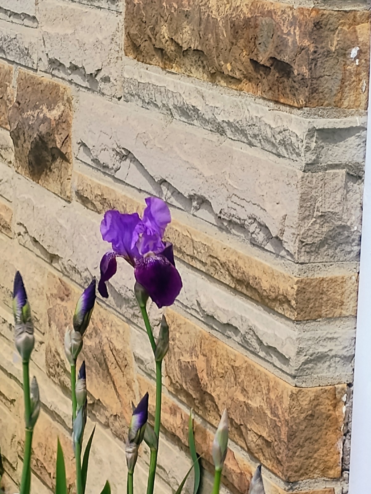Heirloom Tall Duo Purple Bearded Irises 5 Rhizomes