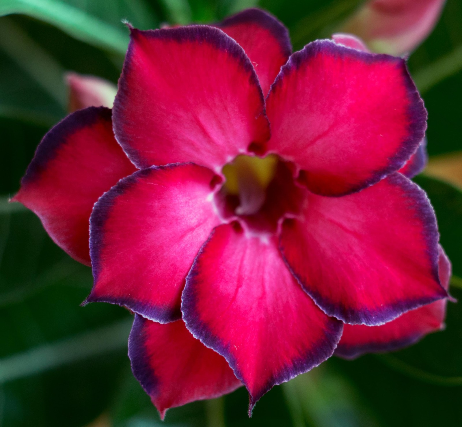 100 Mixed Color Desert Rose Seeds Adenium Obesum NonGMO Succulent Planting