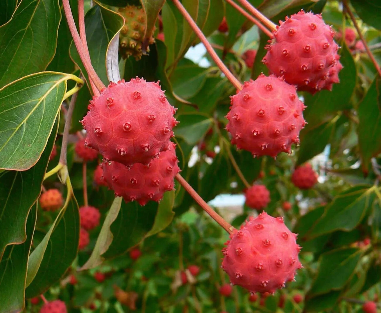10 SEEDS KOUSA DOGWOOD TREE Zones 4-8 White Flowers With Pretty Red Edible Fruit