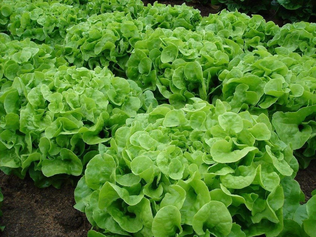 1000+ Oakleaf Leaf Lettuce Seeds —- Heirloom — Organic — NON GMO —– Fresh