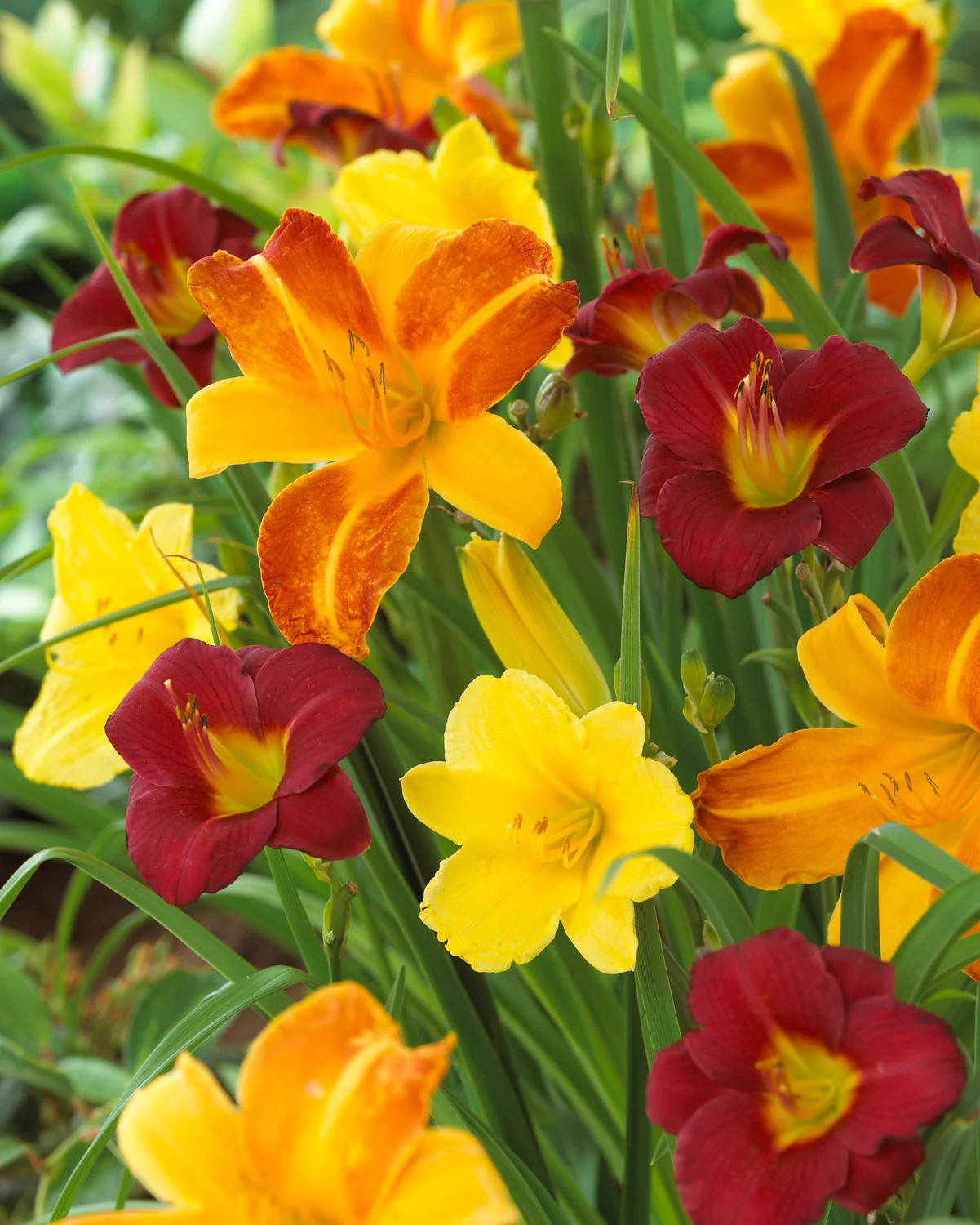 Mixed Reblooming Daylilies – 9 root divisions