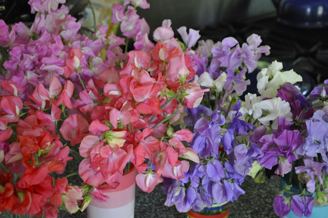 Fragrant Sweet Pea Royal Family Mix, Lathyrus odoratus, Annual Vine Seeds