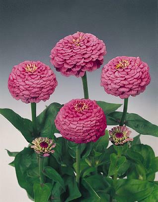 Zinnia Oklahoma Carmine 1,000 seeds