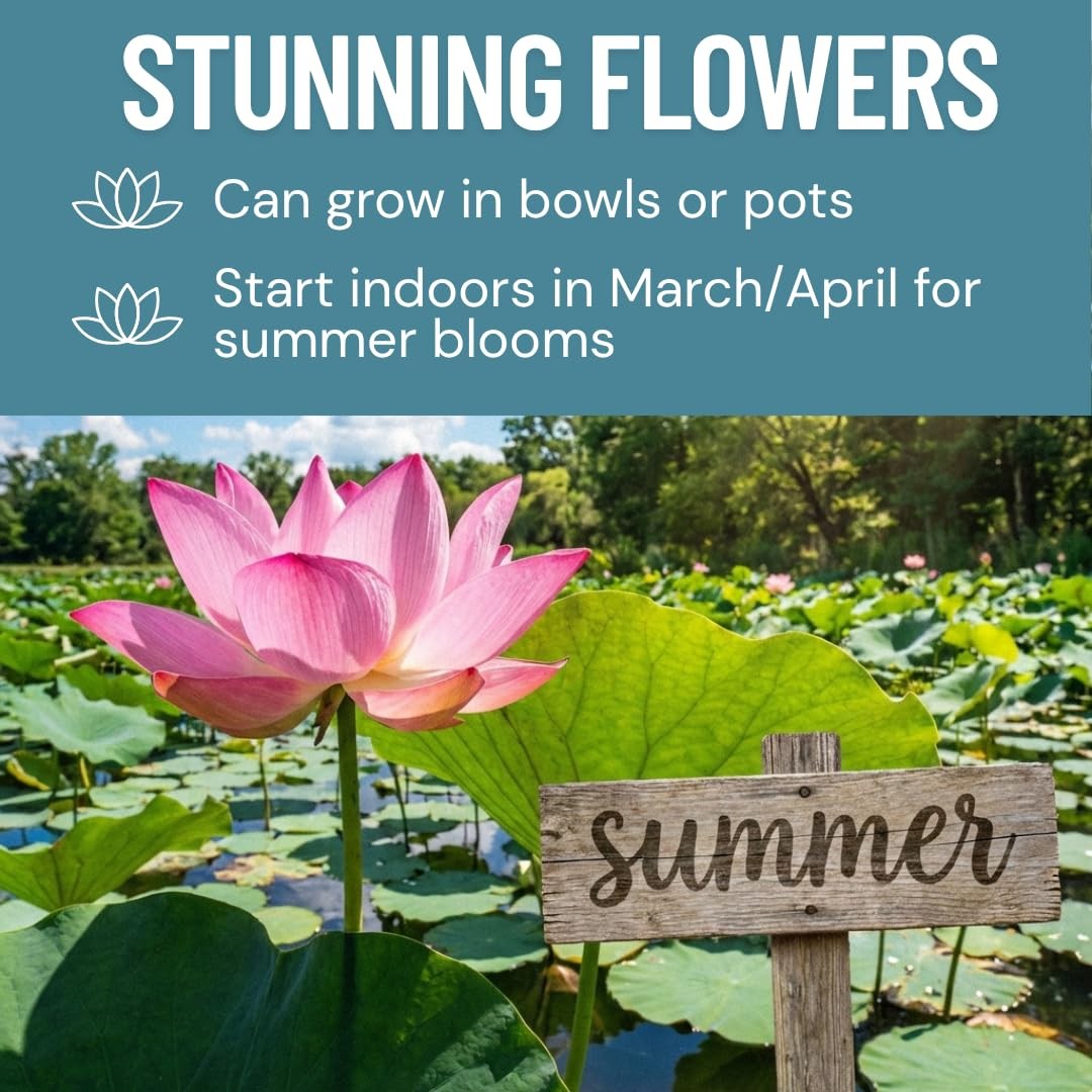 Lotus Seeds for Planting – 30 Pack Water Lotus Flower Seeds, Grow in Bowl, Ko…