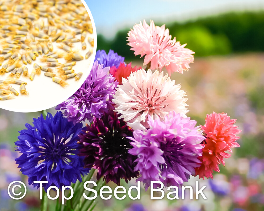25+ Bachelor’s Button Mixed Colors, Cyanus Double Cornflower | Non-GMO, Heirloom