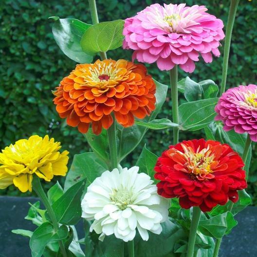 Zinnia elegans DAHLIA Flowered Mix Butterflies LOVE Heirloom Non-GMO 100 Seeds