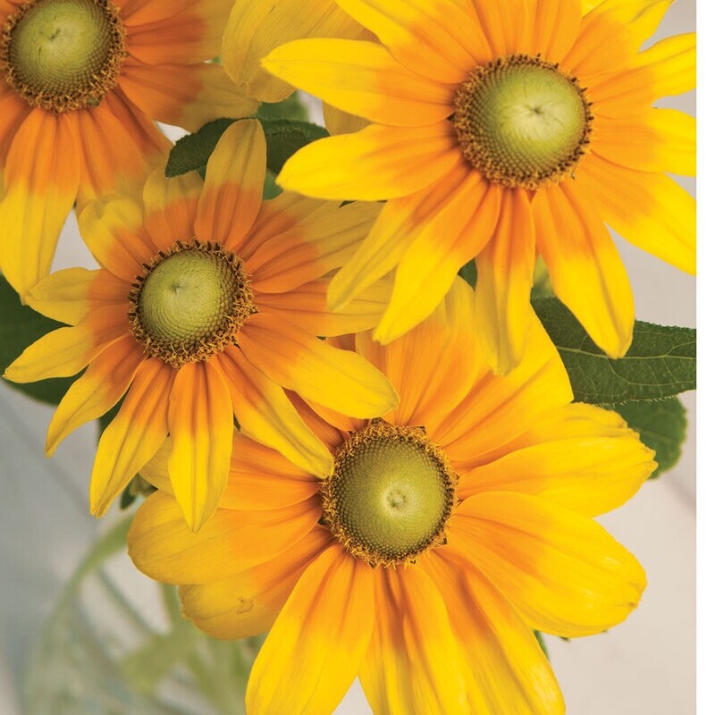 Irish Eyes Rudbeckia Seeds 30 fresh for 2025 (Green Eye Susan)