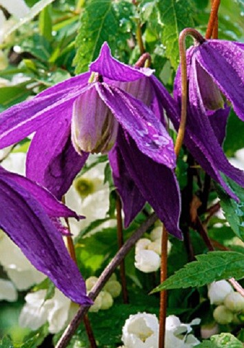 Clematis alpina 10 seeds