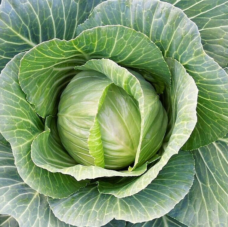 Brunswick Cabbage Seeds |German Colewort Green Slaw Winter Fall Garden Seed 2024
