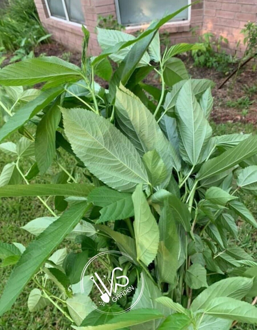 GREEN JUTE, EGYPTIAN SPINACH, SALUYOT SEEDS, ĐAY XANH | HIGH GERMINATION |