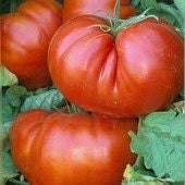German Johnson, Tomato