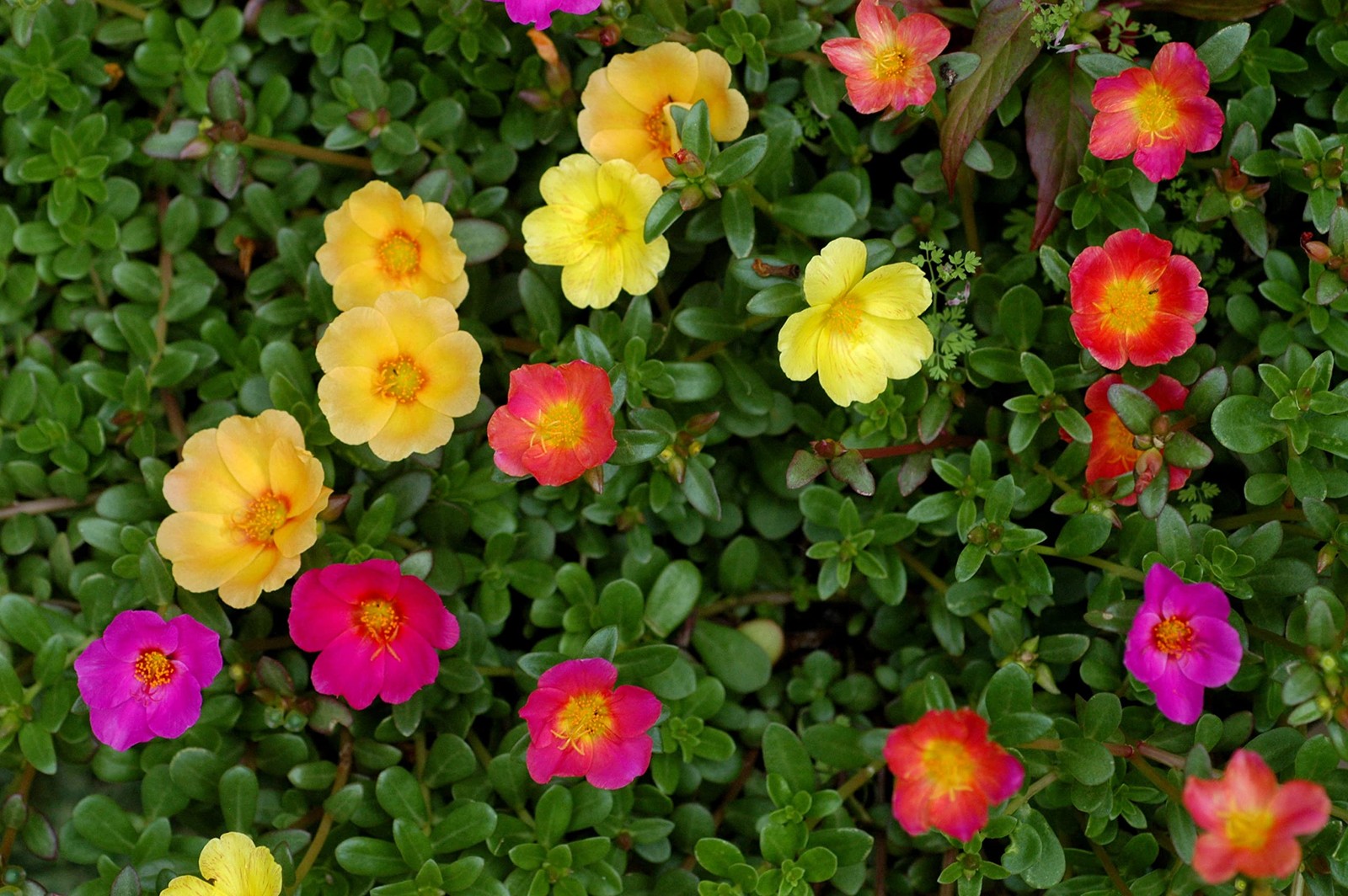 Purslane Large Flower Seed Mix Portulaca Grandiflora Rose Moss Succulent Seed…