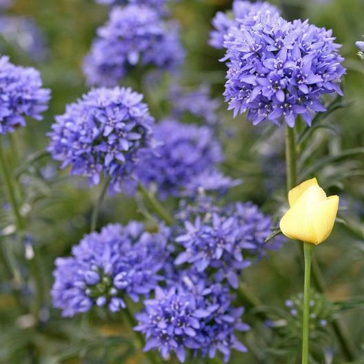 Wildflower Mix SINGIN’ THE BLUES Exclusive Blue Heirloom Non-GMO USA 500+ Seeds