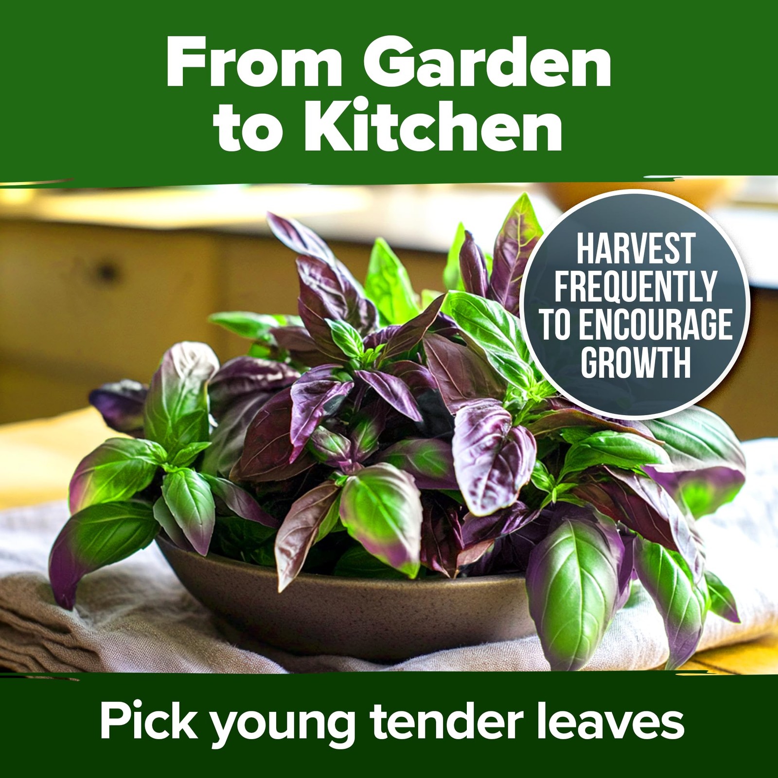 HOME GROWN Thai Basil Seeds Pack 438 High Germination Heirloom Herb Seeds fo…