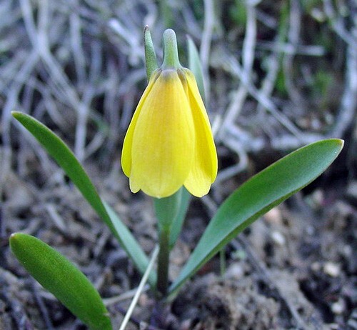 Fritillaria pudica | Yellow Fritillary | Yellow Mission Bells | 10 Seeds